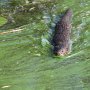 Wasserliebender Marder, der für zwei Nächte dieses Uferstück mit uns teilt, um es dann wieder ganz für sich zu haben.